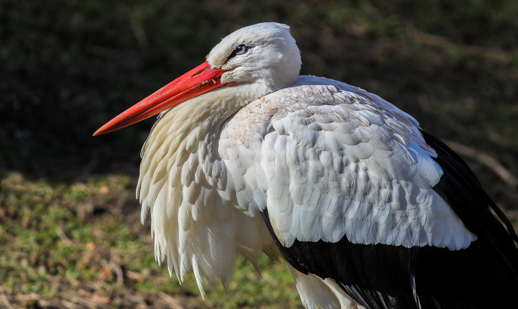 Der Weißstorch