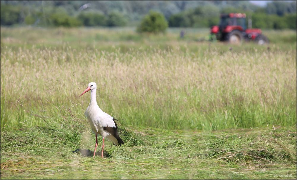 Der Weißstorch