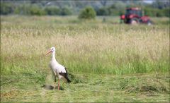 Der Weißstorch