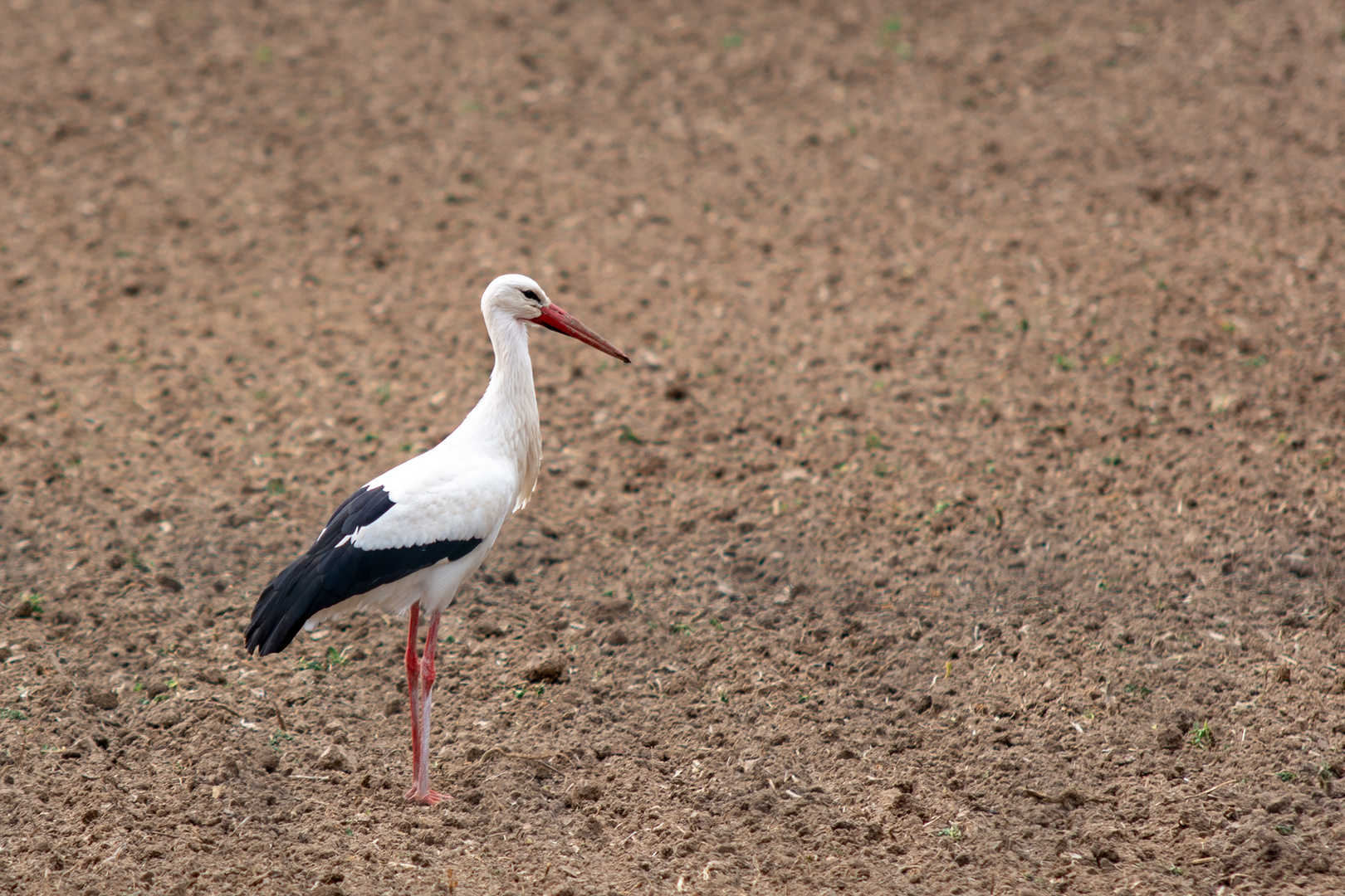 Der Weißstorch