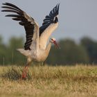 Der Weißstorch ...