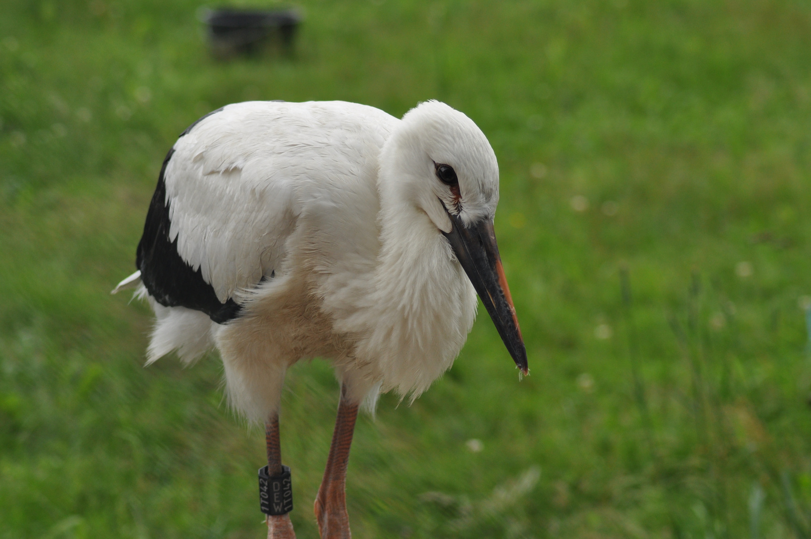 Der Weißstorch