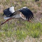 Der Weißstorch ...