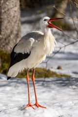 Der Weißstorch brüllt