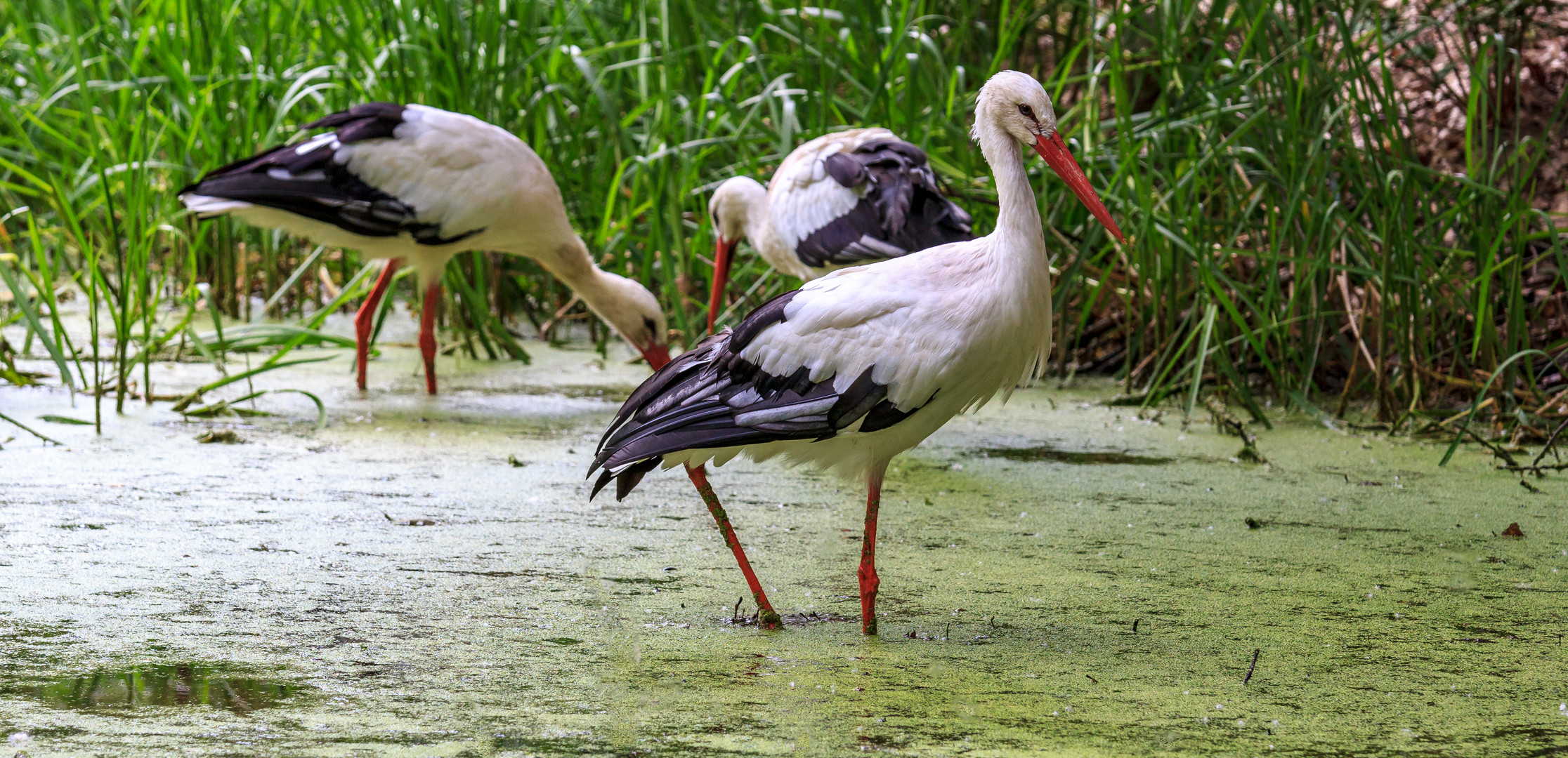 Der Weißstorch