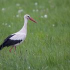 Der Weißstorch ...