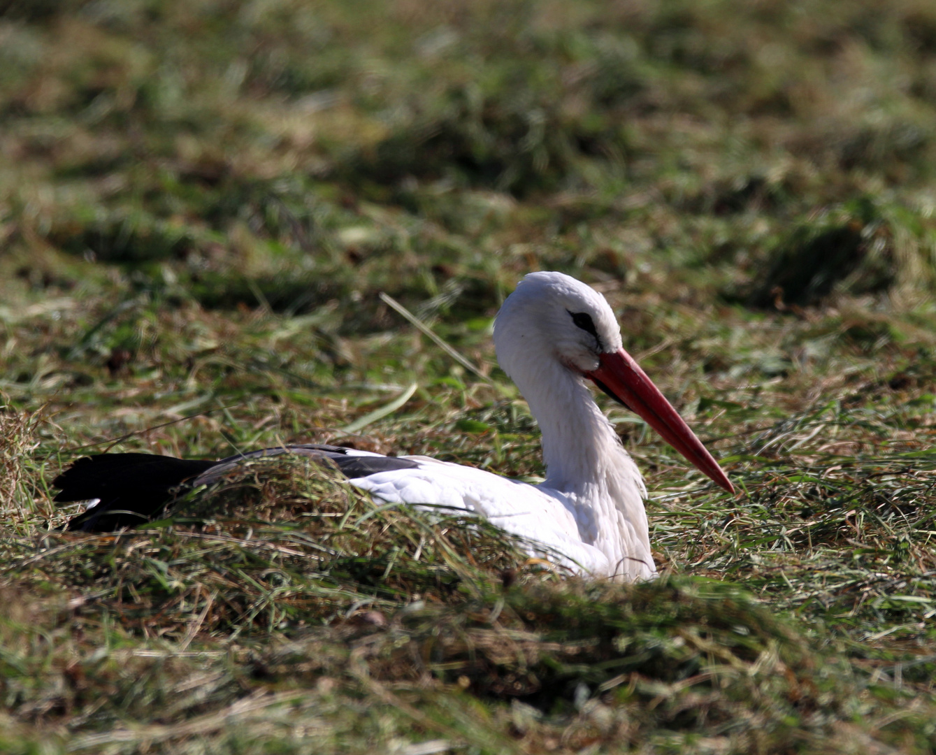 Der Weißstorch - ciconia ciconia - ruht sich aus