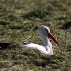 Der Weißstorch - ciconia ciconia - ruht sich aus