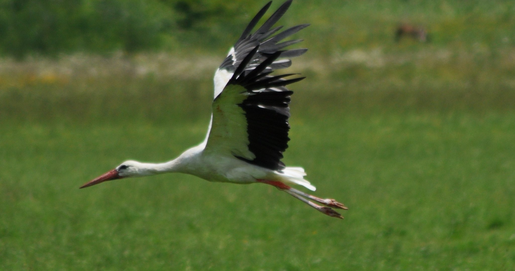 Der Weißstorch