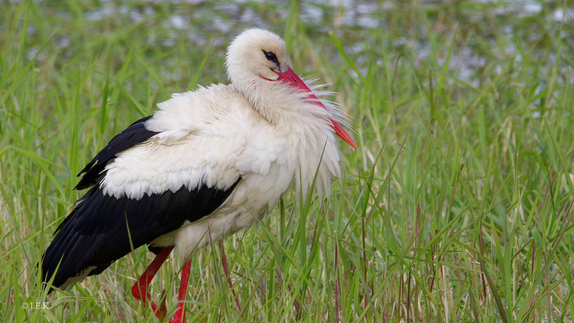 Der Weißstorch