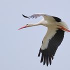 Der Weißstorch im Flug