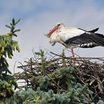 Der Weißstorch im Vorgarten 01