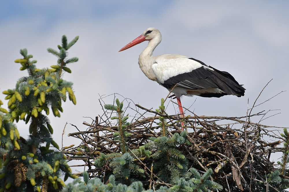 Der Weißstorch im Vorgarten 02