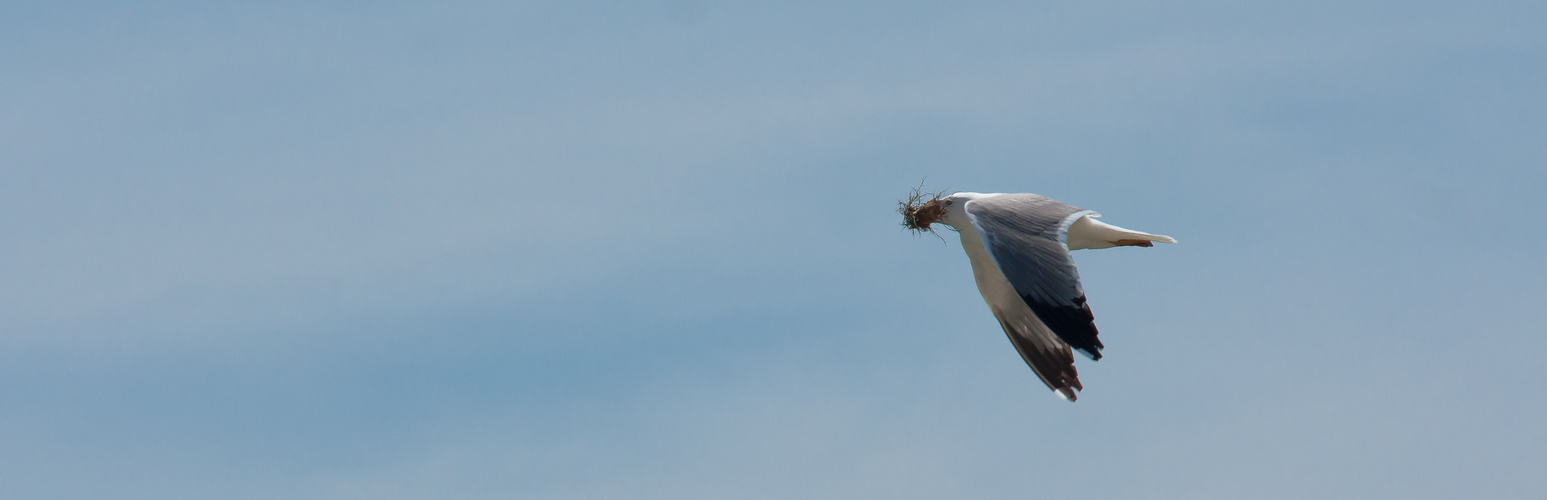 Der weite Weg zum neuen Nest