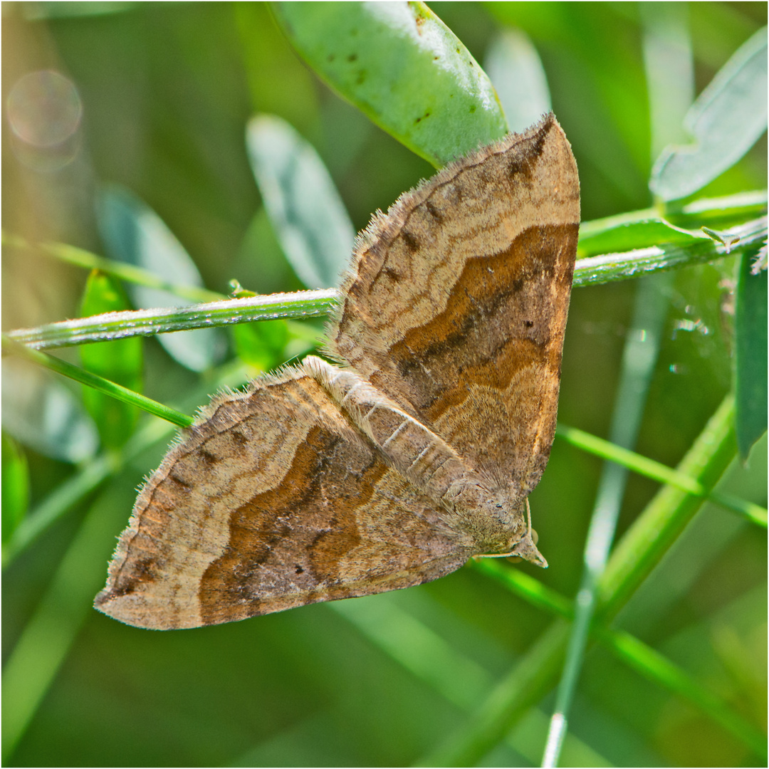 Der Wellenlinienspanner (Scotopteryx chenopodiata) . . . 