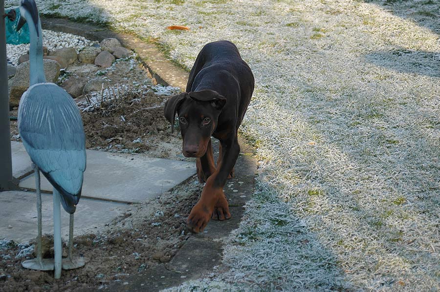 Der Welpe aus Nachbars Garten