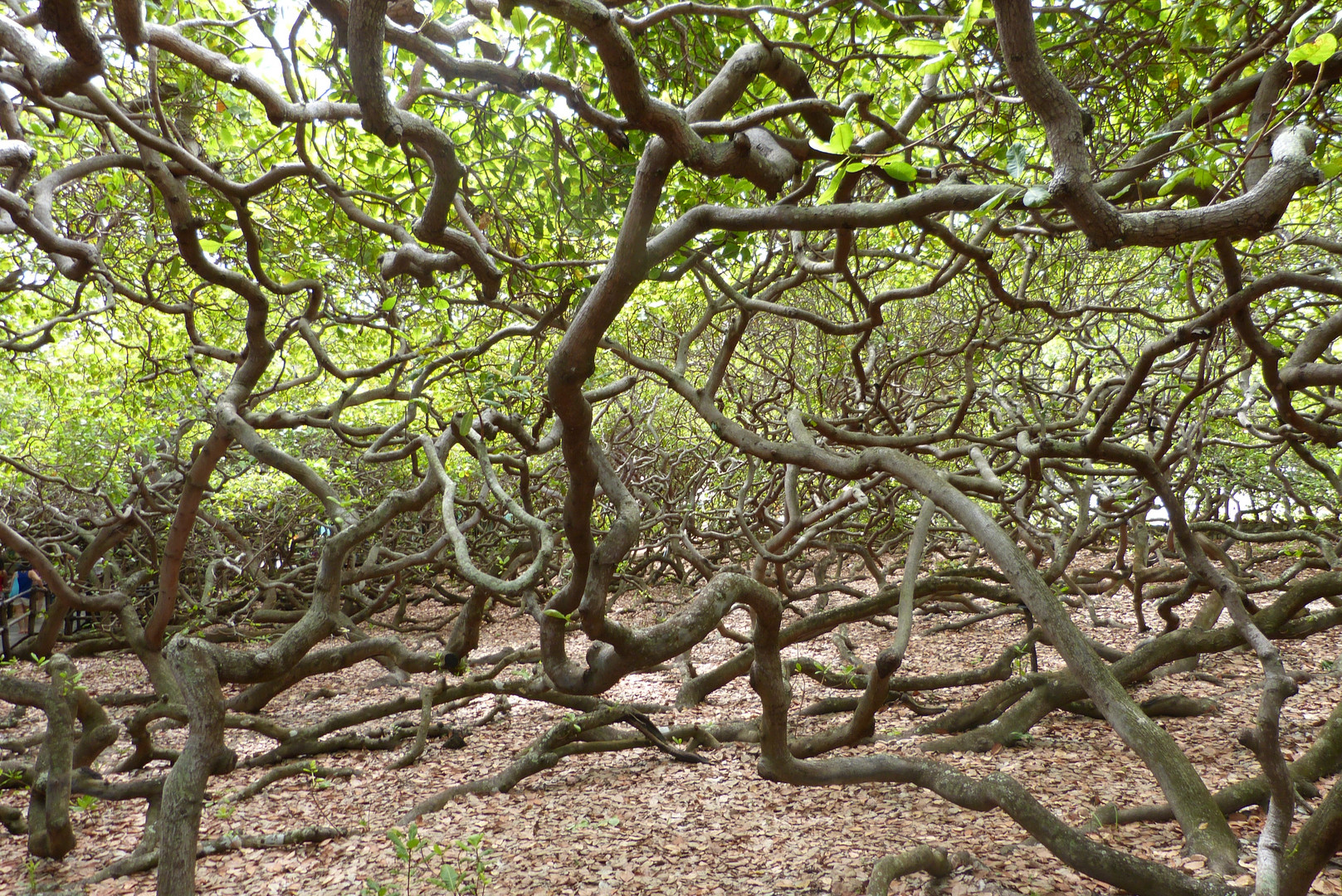 Der Welt groesster Cashew Baum ...