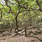 Der Welt groesster Cashew Baum ...