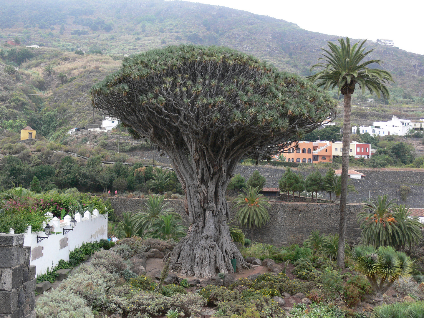 Der weltberühmte Drago in Icod Do Los Vinos auf Tenerife
