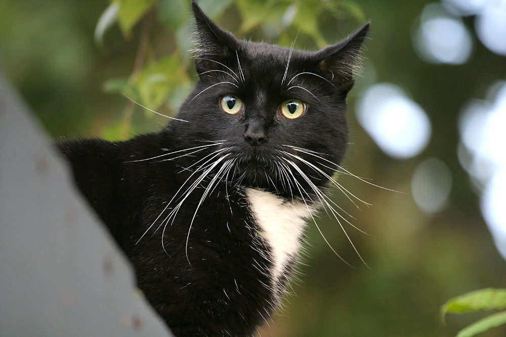 der weltbeste, oder schwarz ist cool - die zweite