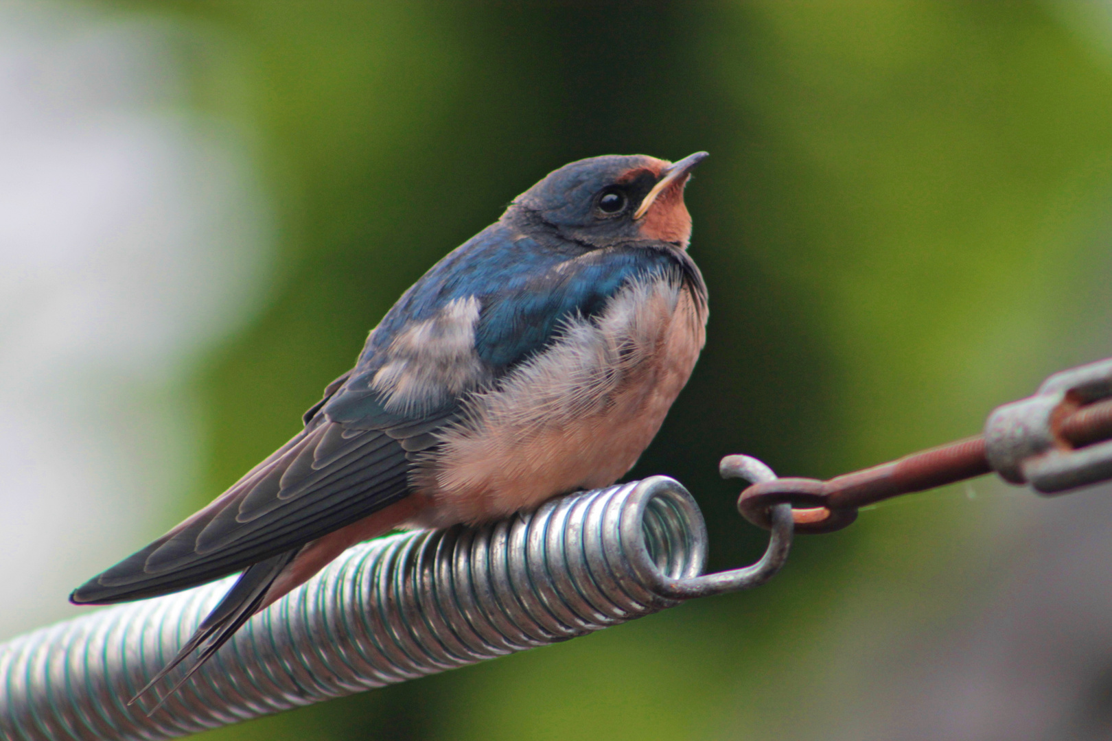 Der Weltenflieger