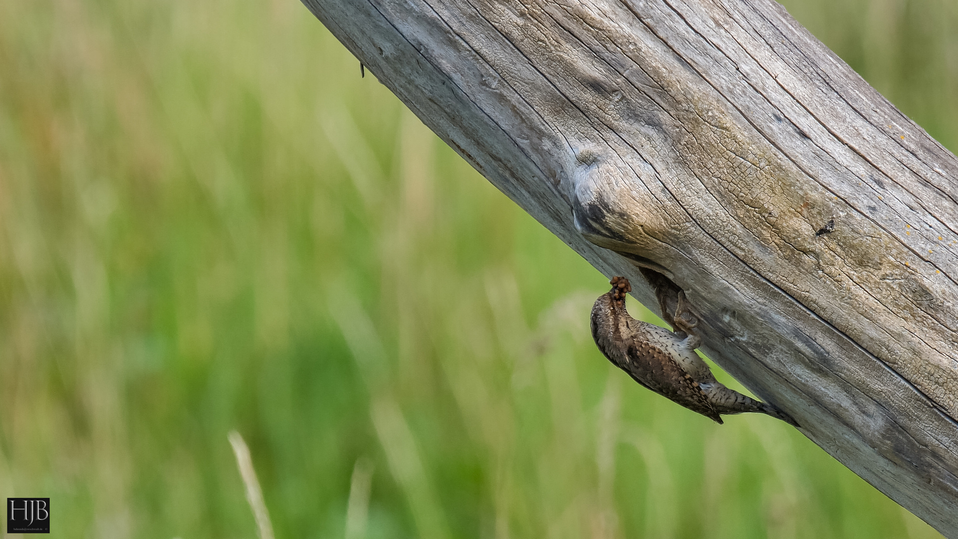 Der Wendehals (Jynx torquilla) - Wryneck  