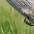 Der Wendehals (Jynx torquilla) - Wryneck  