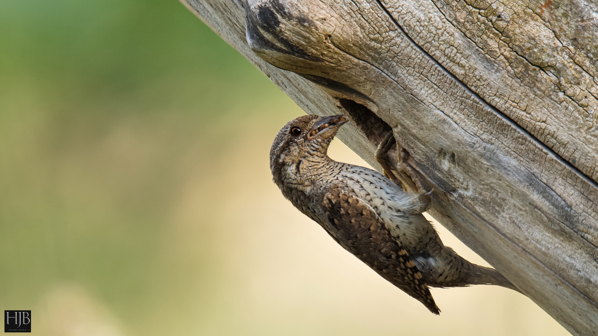 Der Wendehals (Jynx torquilla) - Wryneck   