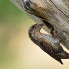 Der Wendehals (Jynx torquilla) - Wryneck   