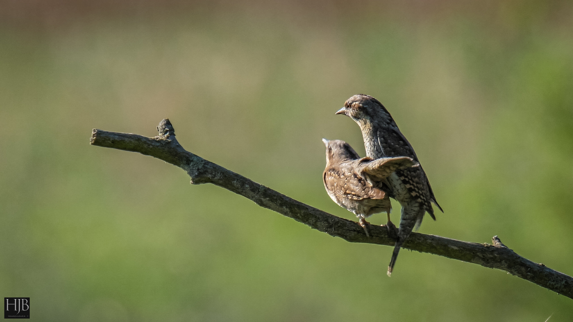 Der Wendehals (Jynx torquilla) - Wryneck 