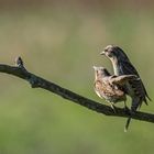 Der Wendehals (Jynx torquilla) - Wryneck 