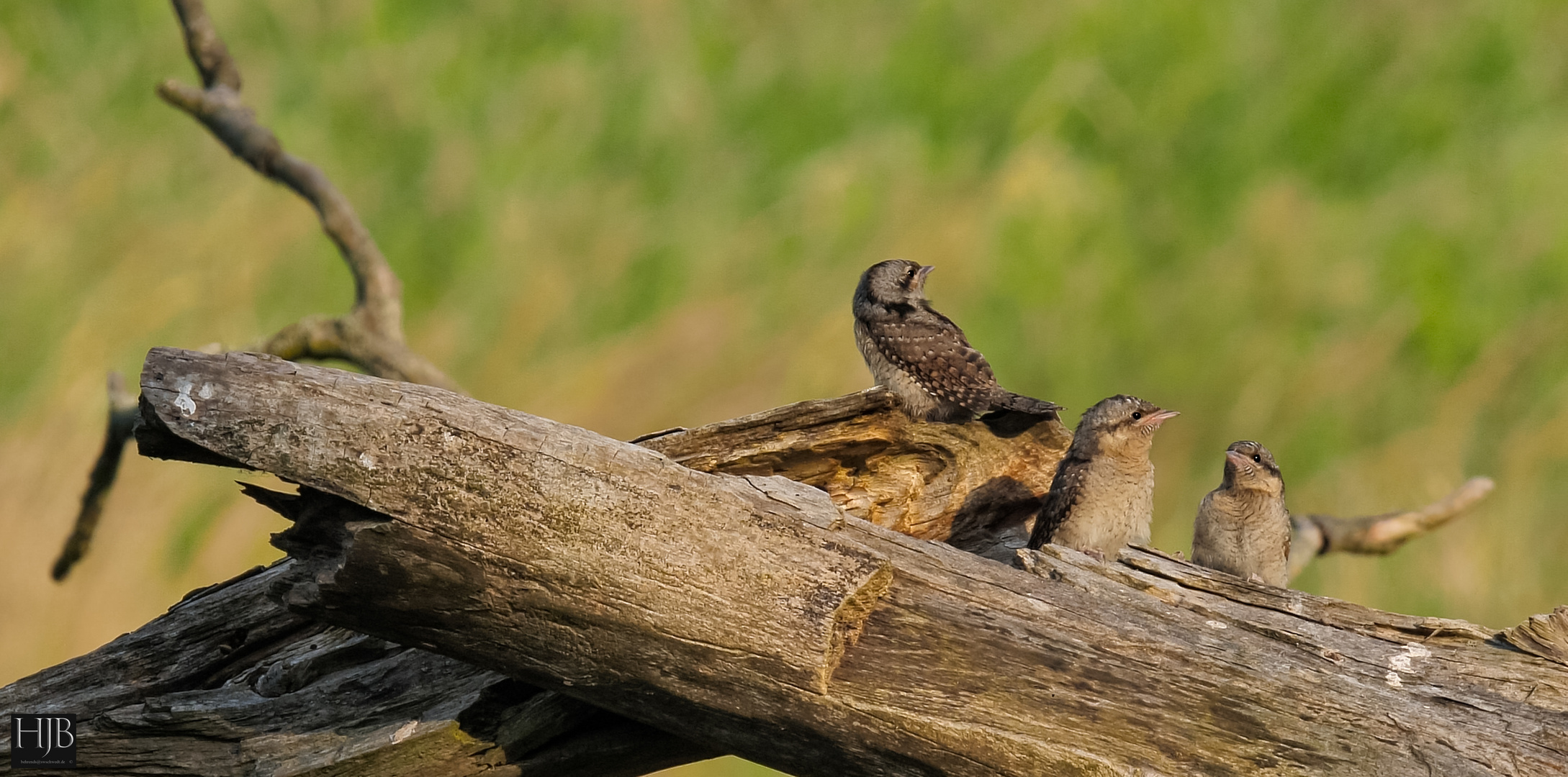 Der Wendehals (Jynx torquilla) - Wryneck, Jungvögel 