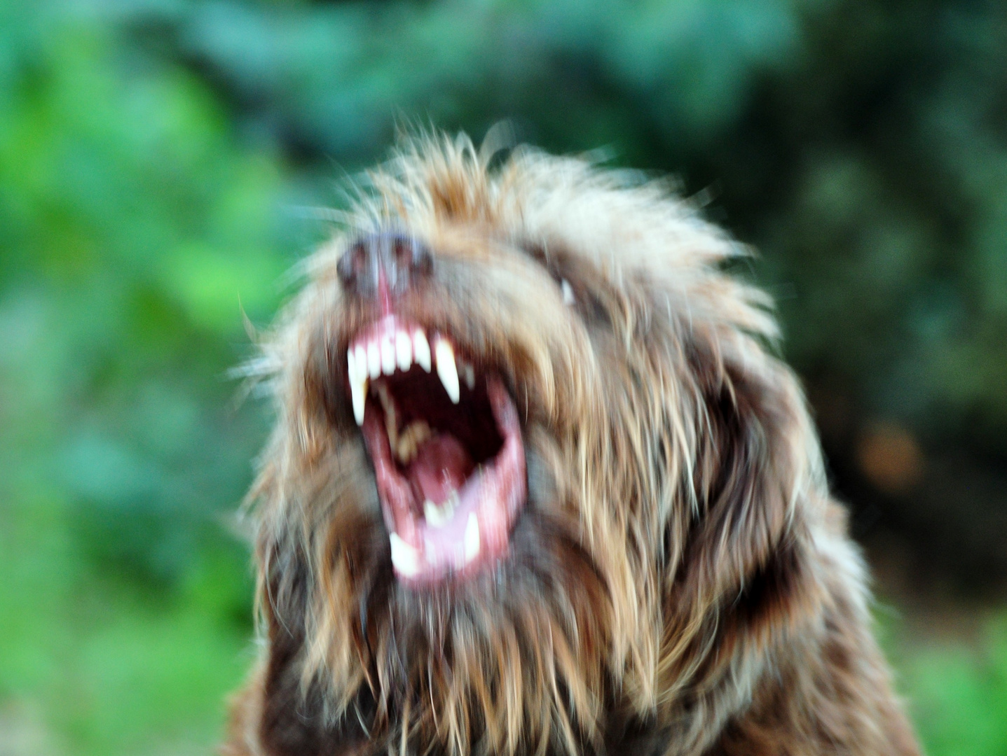 Der Werwolf - oder ein Ausdruck von Freude!