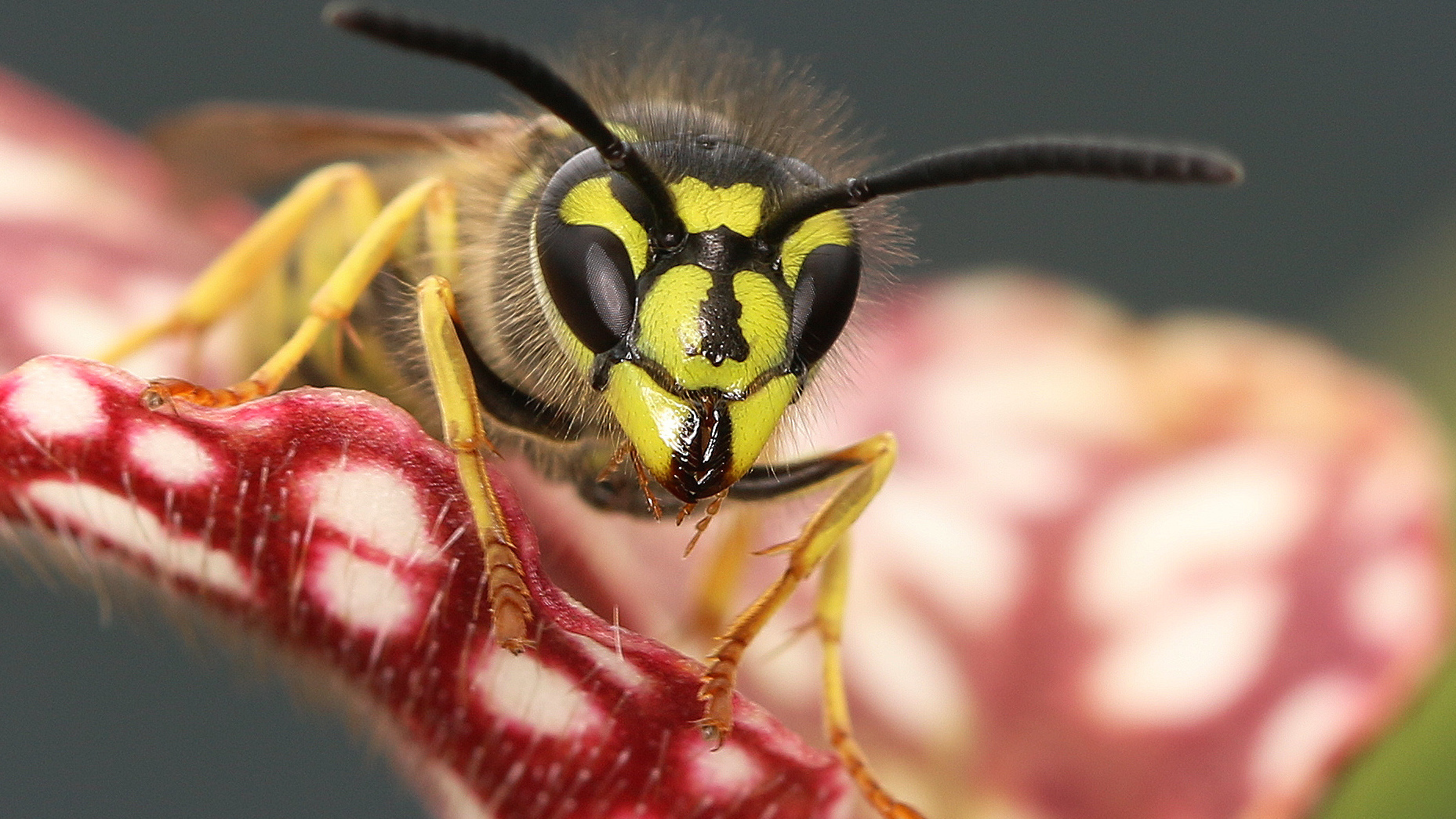 Der Wespe in die Augen geschaut