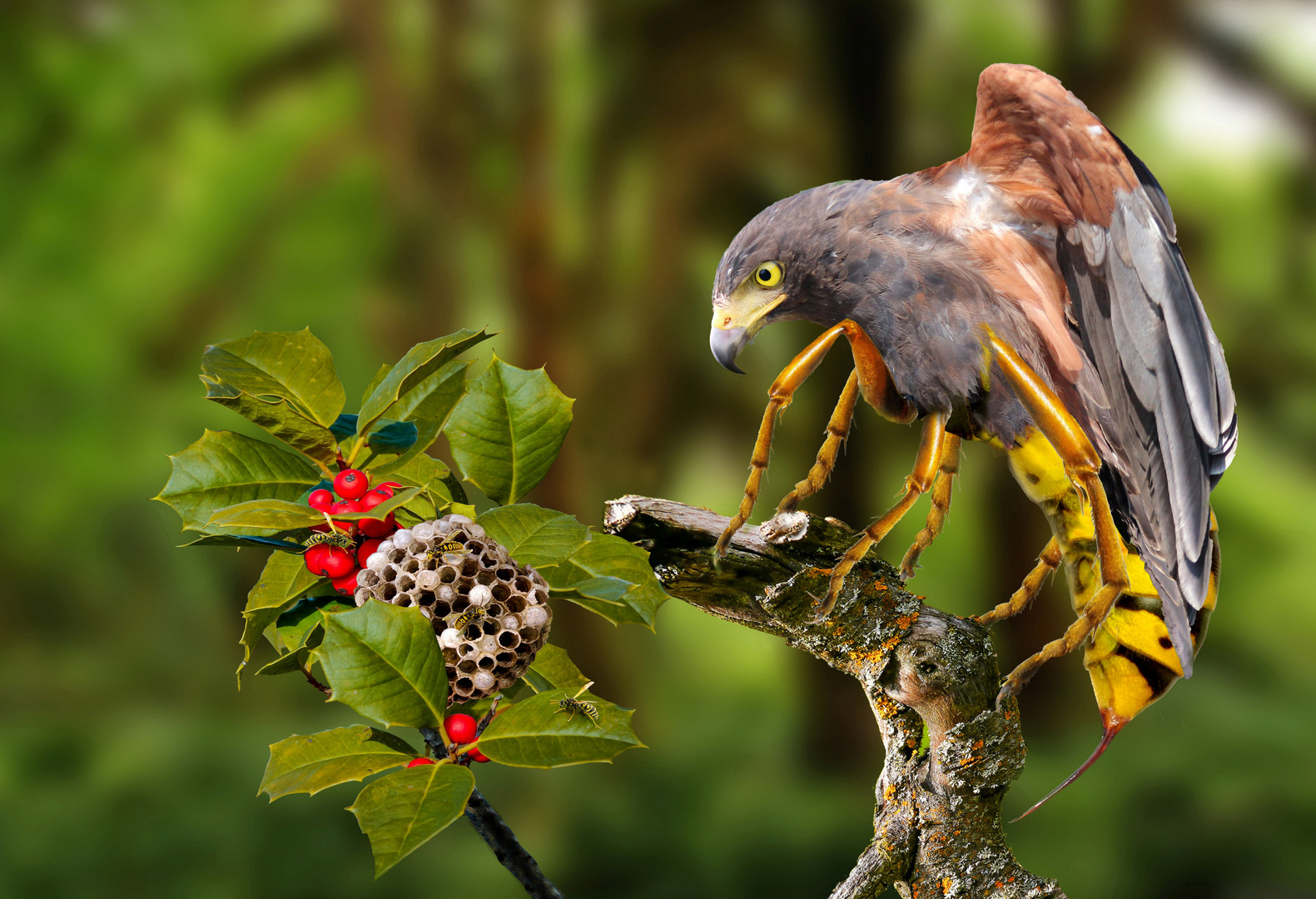 Der Wespenbussard