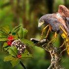 Der Wespenbussard