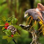 Der Wespenbussard