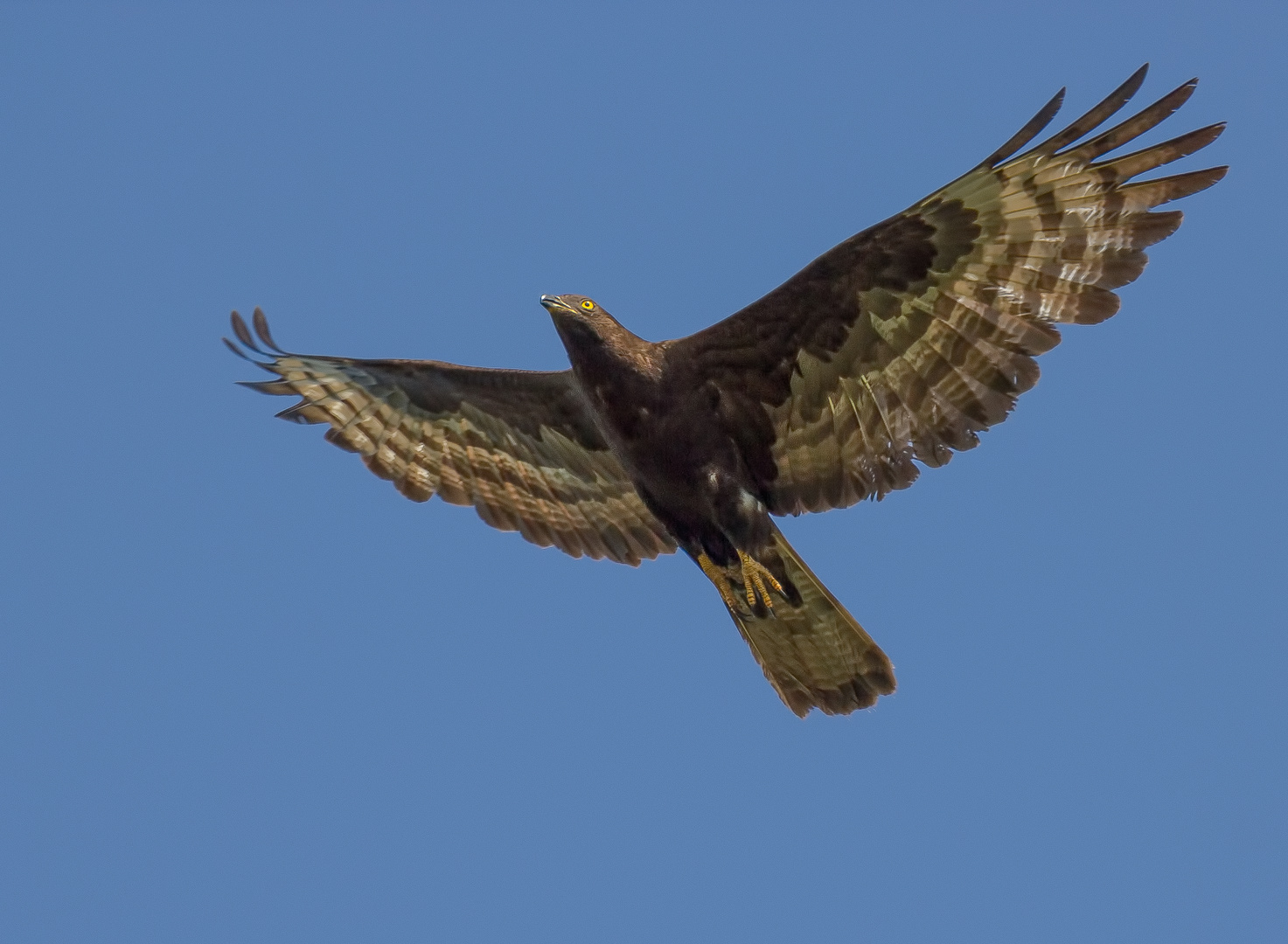 Der Wespenbussard ...