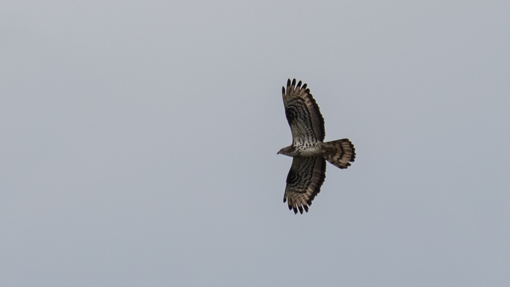 Der Wespenbussard