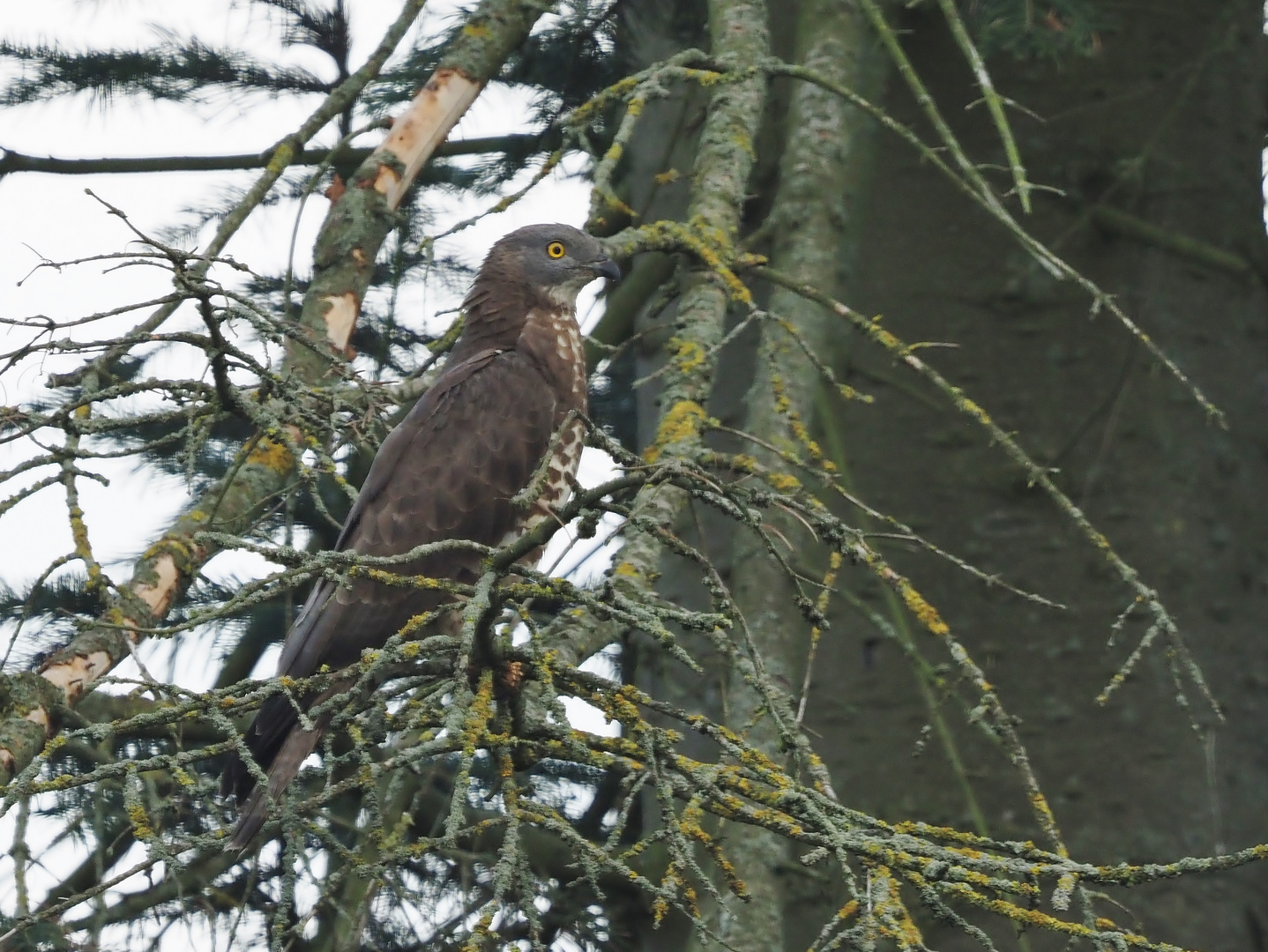 Der Wespenbussard....