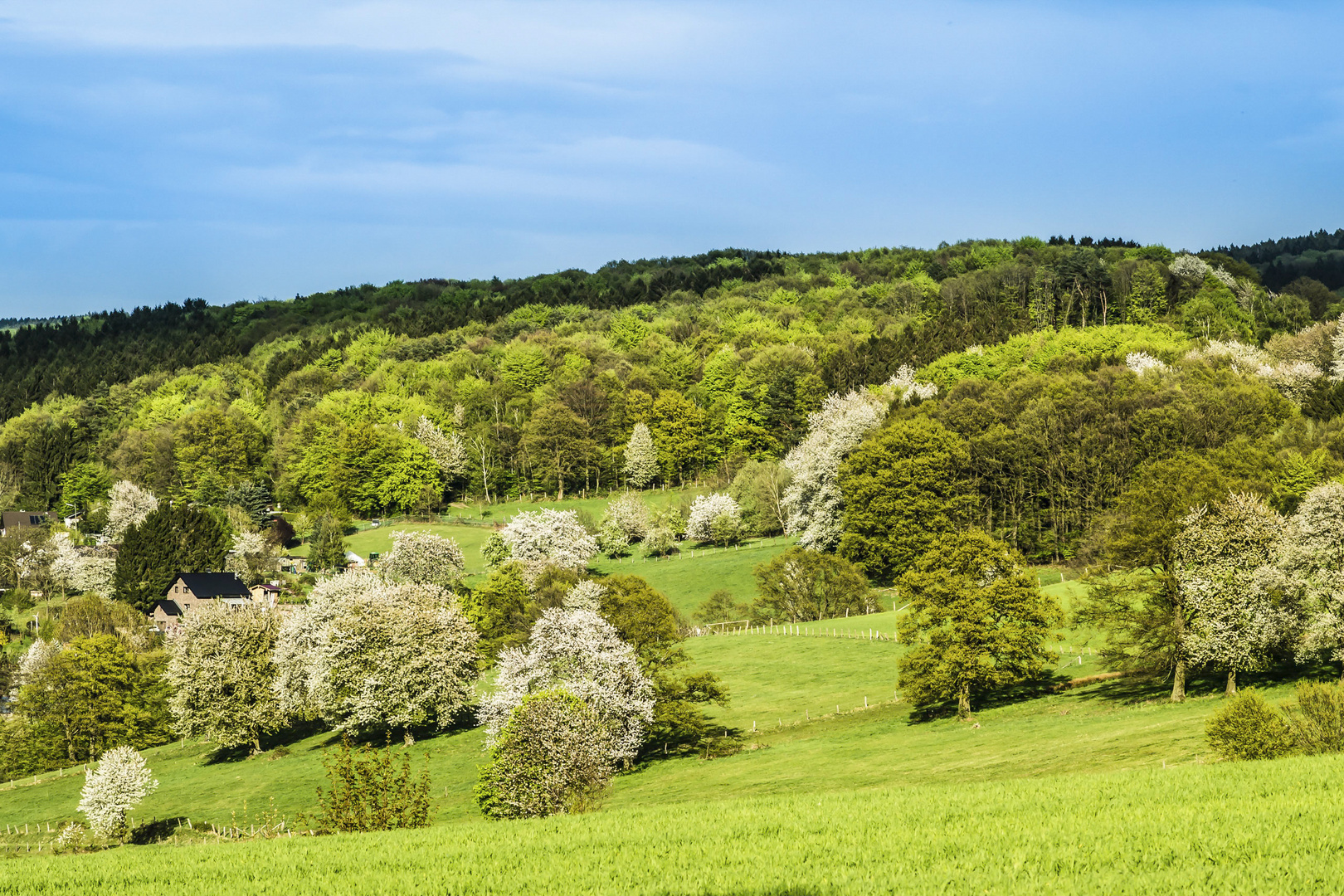 Der Westerwald blüht!