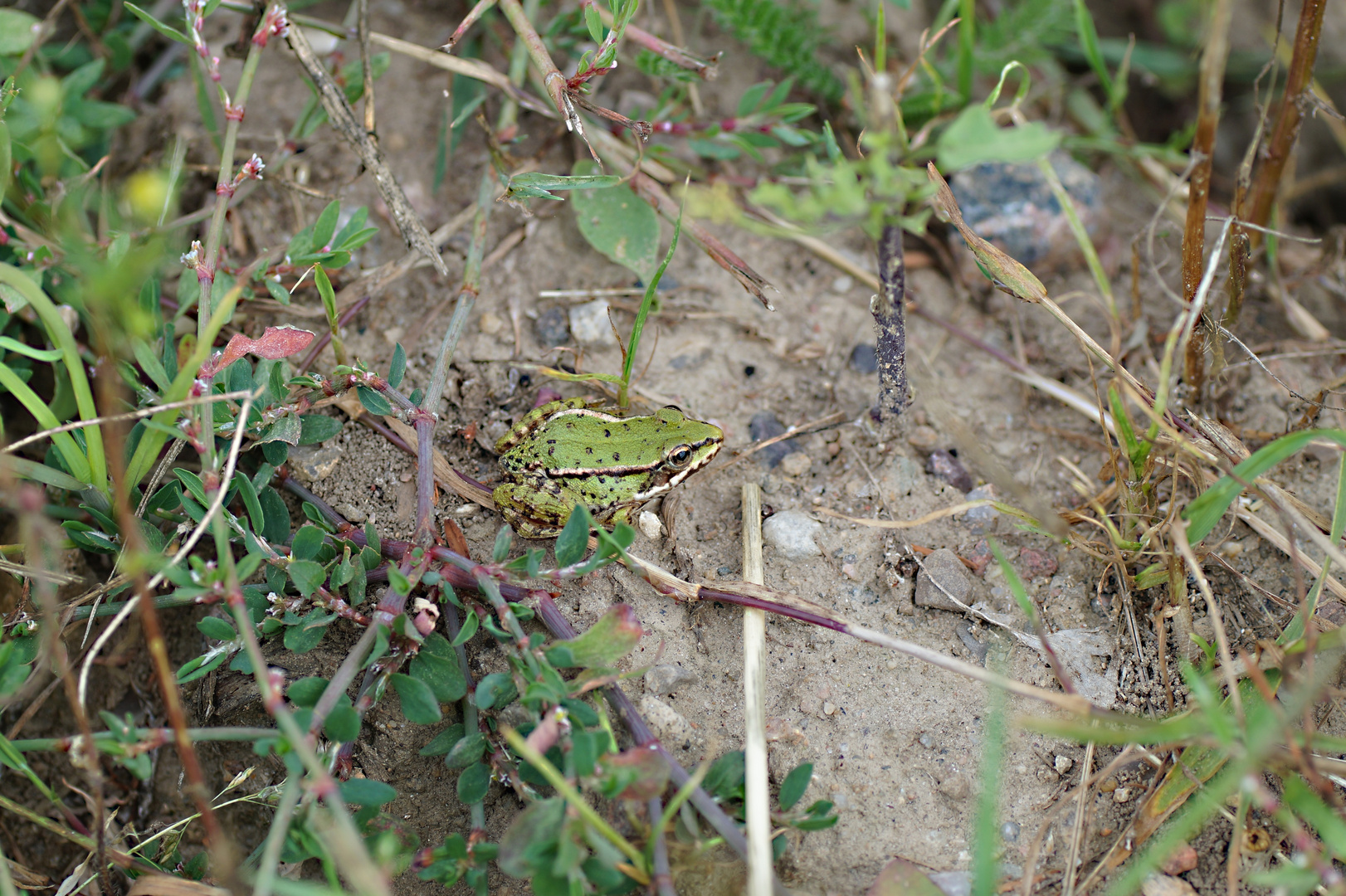 der Wetter Frosch