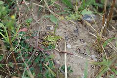 der Wetter Frosch