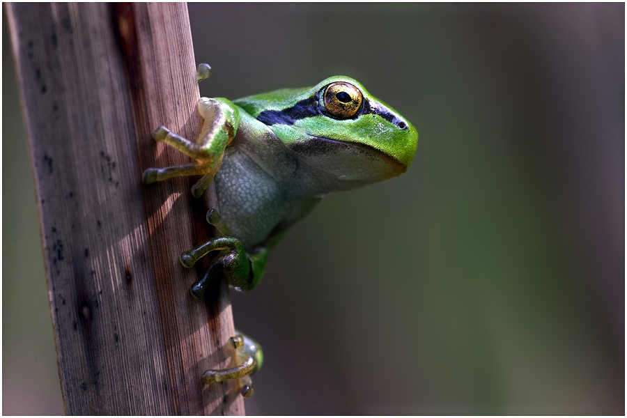 Der Wetterfrosch