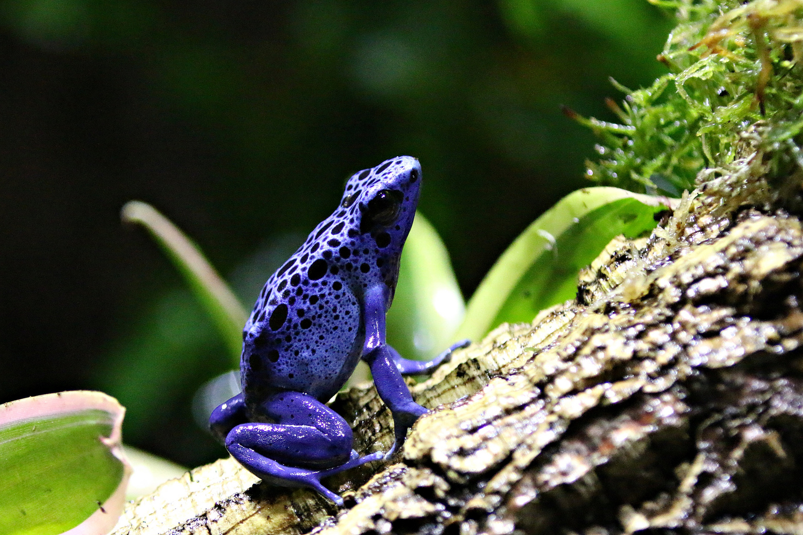 Der Wetterfrosch