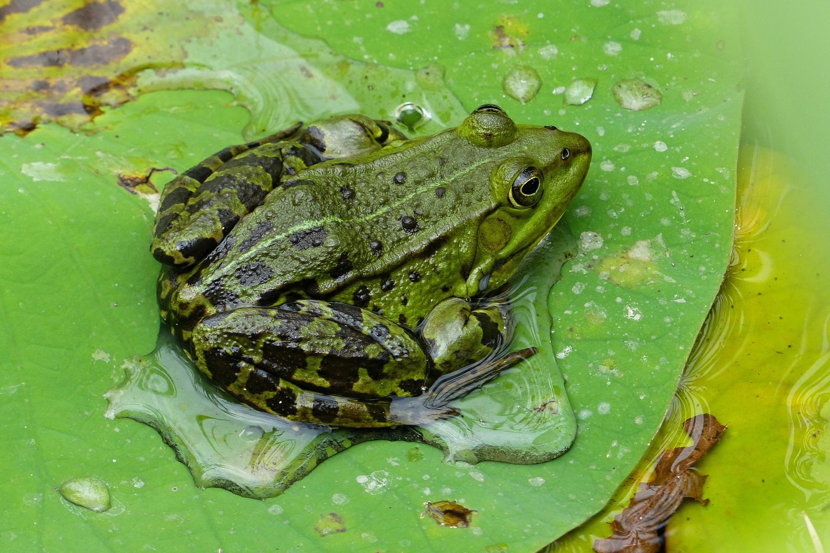 der Wetterfrosch