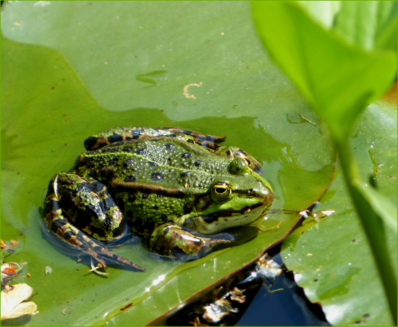 Der Wetterfrosch ...