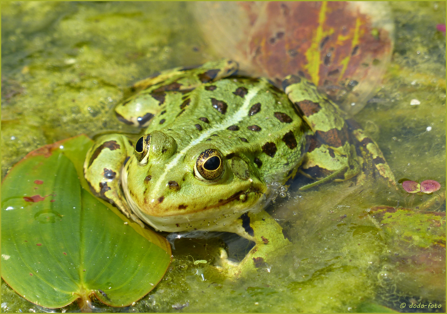 der Wetterfrosch