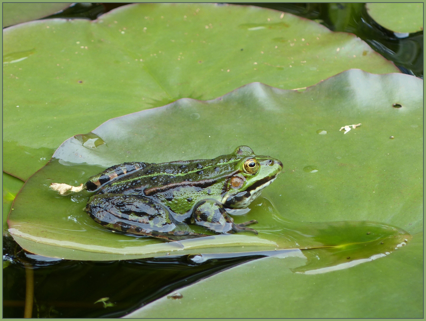 Der Wetterfrosch ...