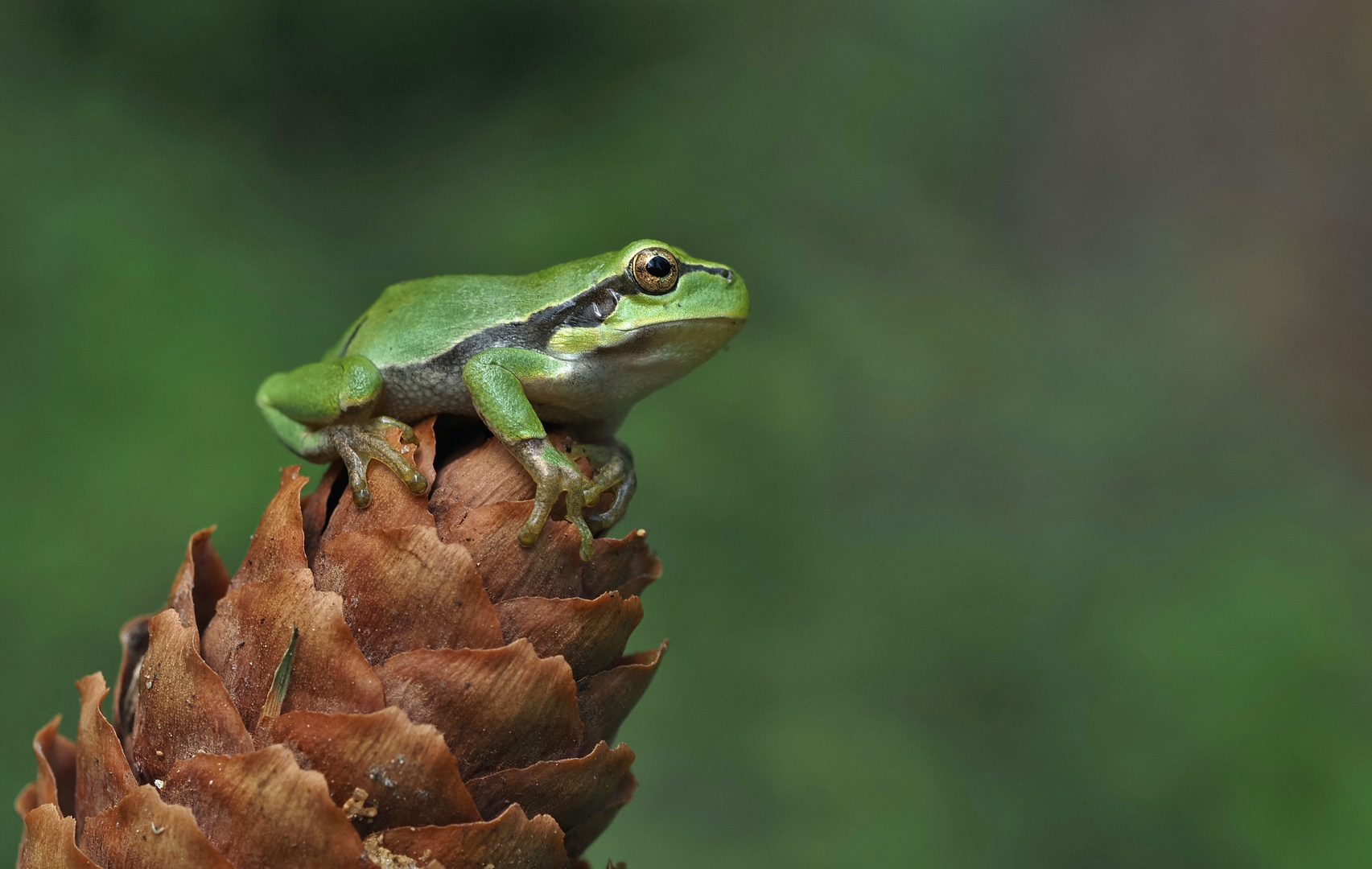 Der Wetterfrosch gibt ein schönes und sonniges Wochenende bekannt.